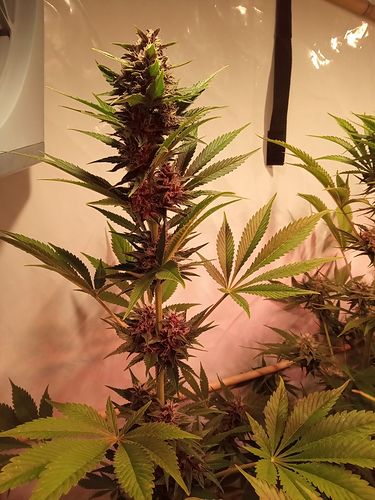 Growreport Bild 87