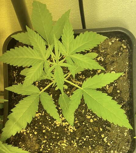Growreport Bild 7