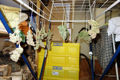 Growreport Bild 39