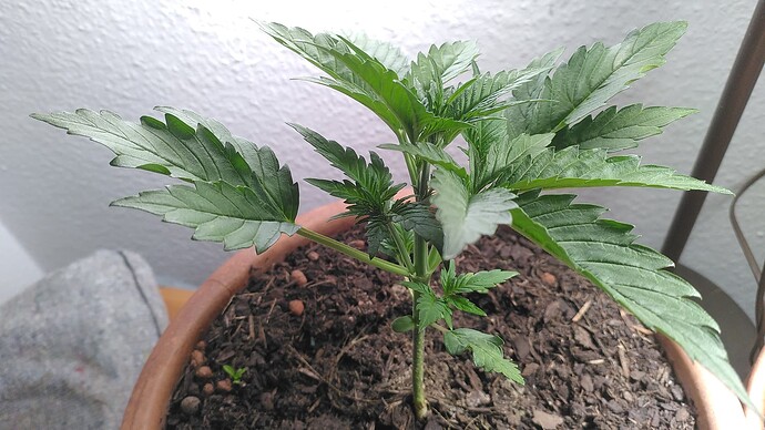 Growreport Bild 3