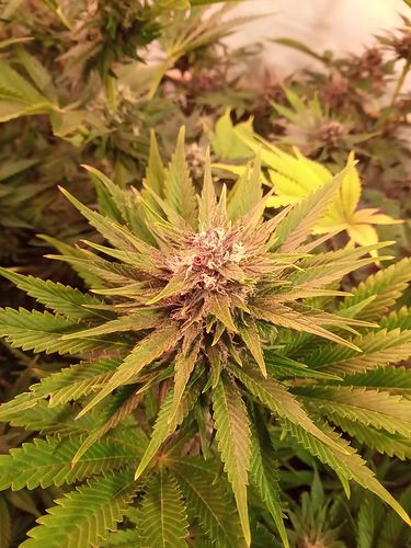 Growreport Bild 13
