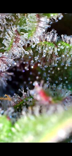 Growreport Bild 6