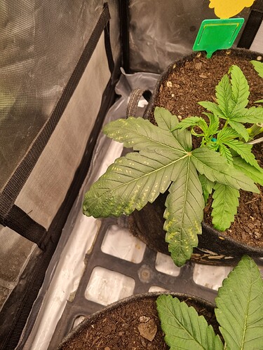 Growreport Bild 28