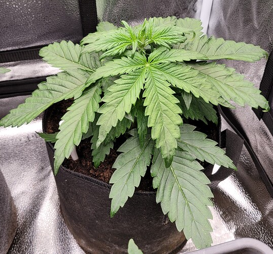 Growreport Bild 177