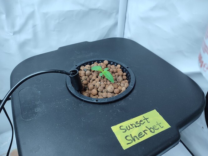 Growreport Bild 52