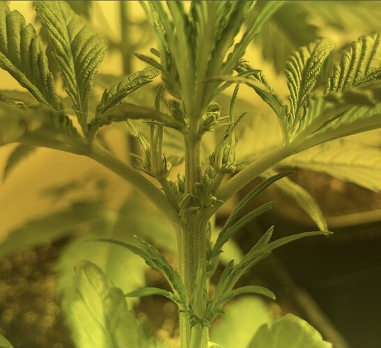 Growreport Bild 7