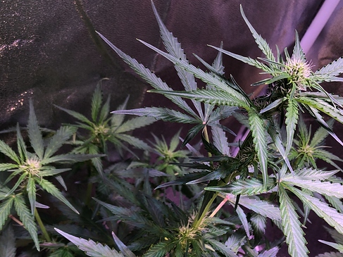 Growreport Bild 11