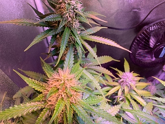 Growreport Bild 5