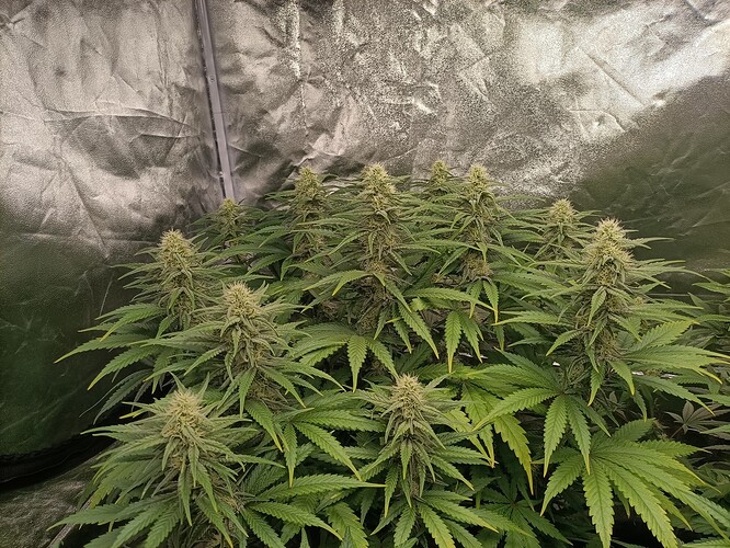 Growreport Bild 2