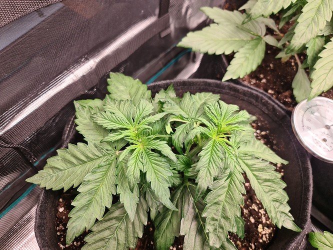 Growreport Bild 3