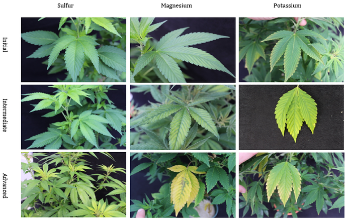 Cannabis Nutrient deficiencies - science2.webp
