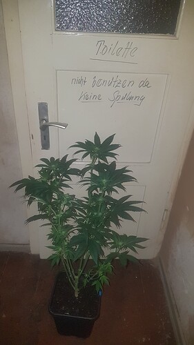 Growreport Bild 3