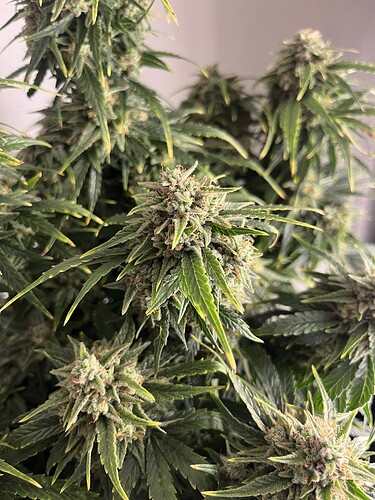 Growreport Bild 11
