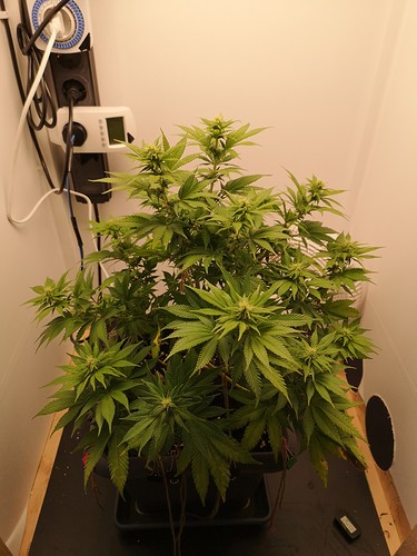 Growreport Bild 1