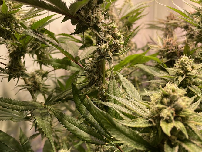 Growreport Bild 4