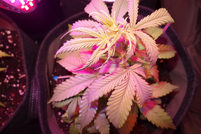 Growreport Bild 5