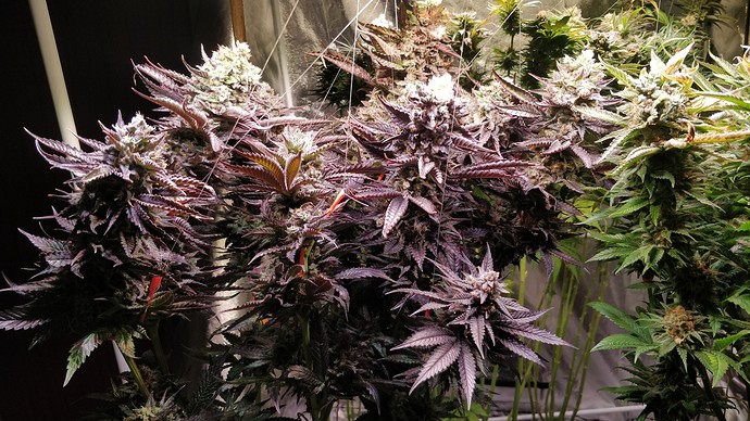 Growreport Bild 2