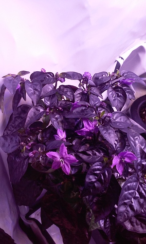 Growreport Bild 16