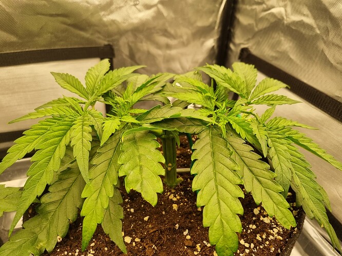 Growreport Bild 26