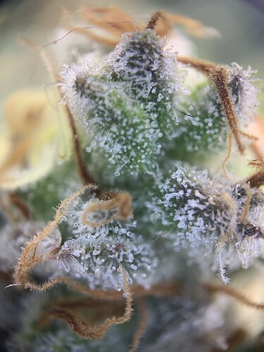 Growreport Bild 17