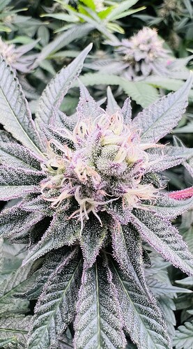 Growreport Bild 6