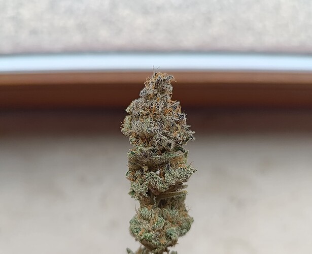 Growreport Bild 9