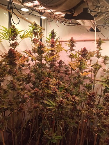Growreport Bild 29