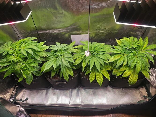 Growreport Bild 1