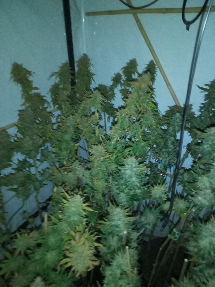 PrinzessinBabaFee: GG#4, Killer Glue, Kubansky Ubijza, DTC99, OpiumxLSD