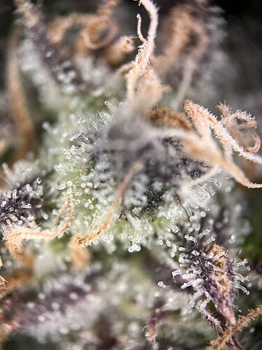 Growreport Bild 3