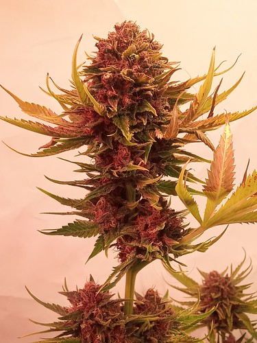 Growreport Bild 5