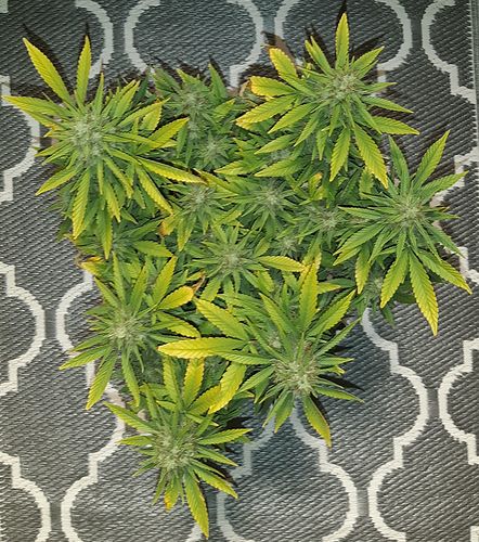 Growreport Bild 2