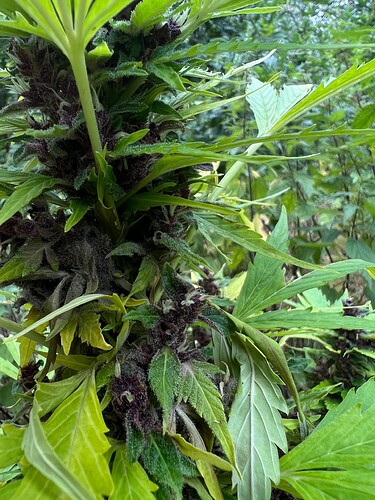 Growreport Bild 13