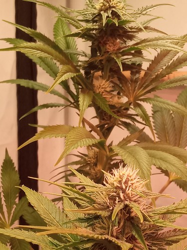 Growreport Bild 21