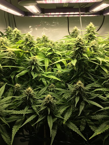 Growreport Bild 15