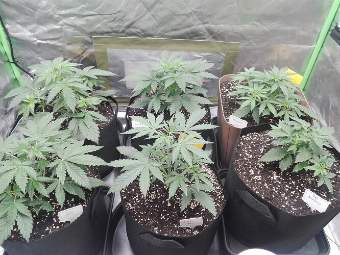 Growreport Bild 8