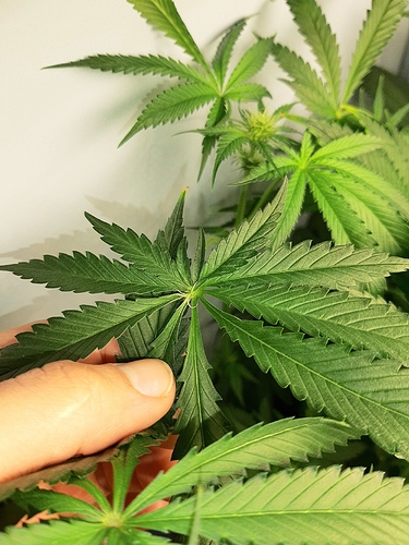 Growreport Bild 6