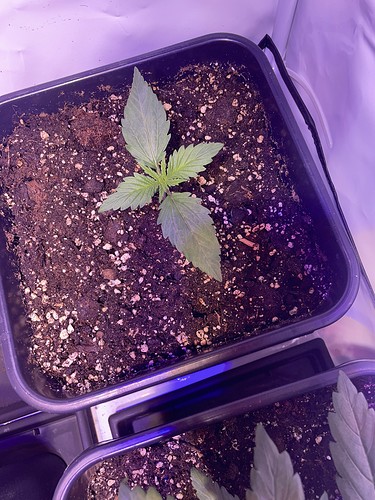 Growreport Bild 19