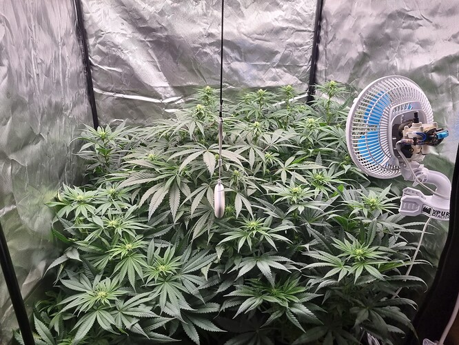 Growreport Bild 29