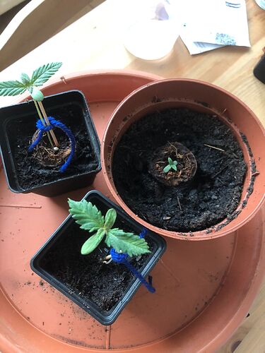 Growreport Bild 2