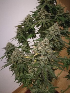 Growreport Bild 40