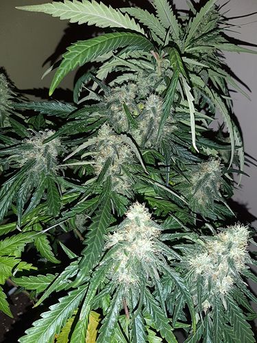 Growreport Bild 3