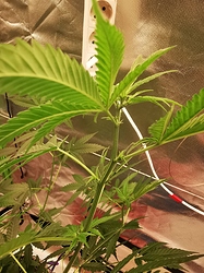 Growreport Bild 7