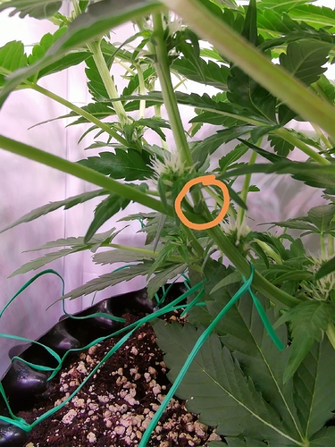 Growreport Bild 4