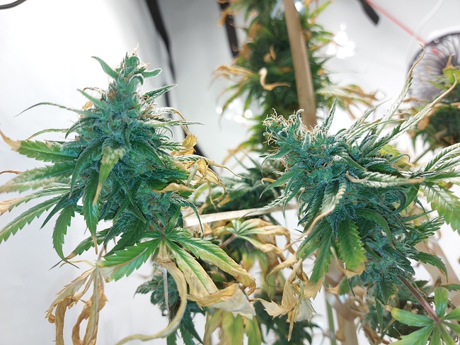 Growreport Bild 2