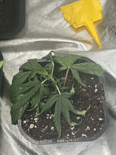 Growreport Bild 1