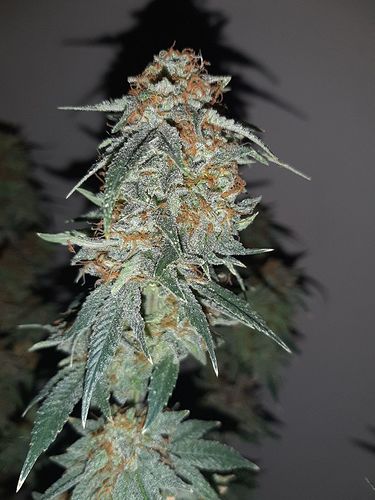 Growreport Bild 6