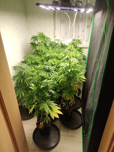 Growreport Bild 40