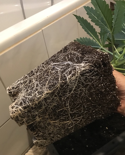 Growreport Bild 14