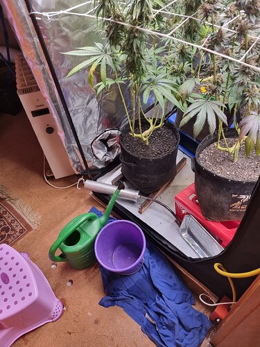 Growreport Bild 54